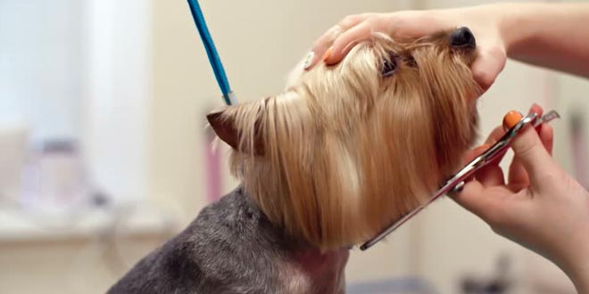 El baño del perro en una peluquería canina
