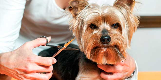 Cuales son los beneficios de llevar a las mascotas a una peluquería canina