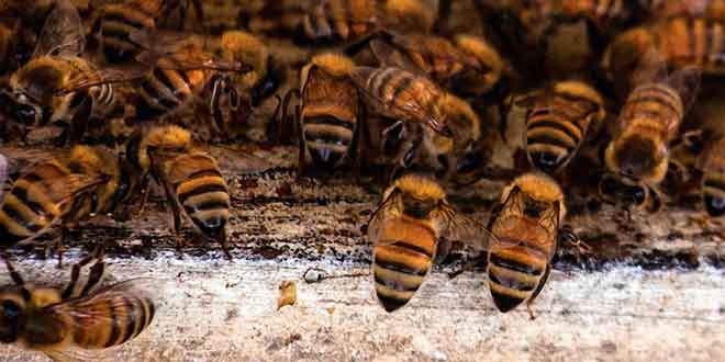 Apicultura para principiantes