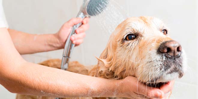 Peluquería canina y cuidados básicos