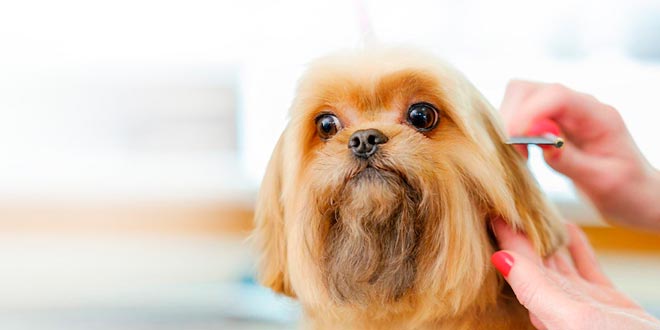 El baño del perro en una peluquería canina