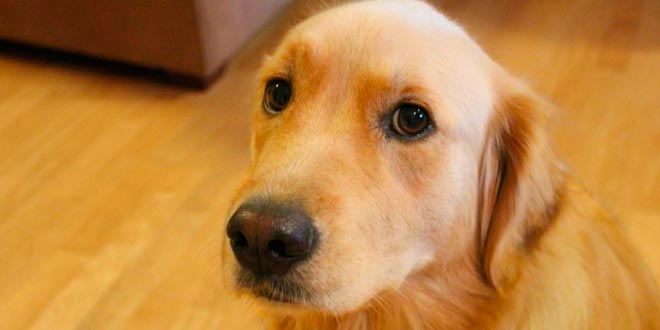 El baño del perro en una peluquería canina