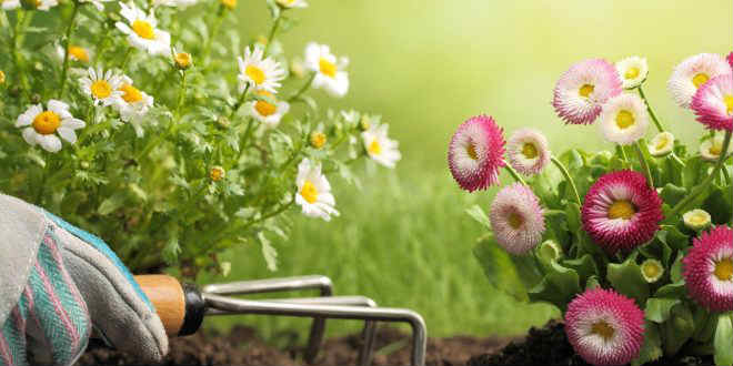 ¿Por qué hacer un curso de jardinería?