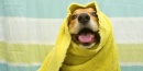 El baño del perro en una peluquería canina