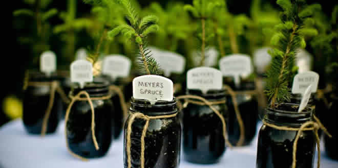 Una Wedding Planner con ideas eco amigables