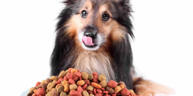 ¿Cómo lograr la nutrición adecuada de tu perro?