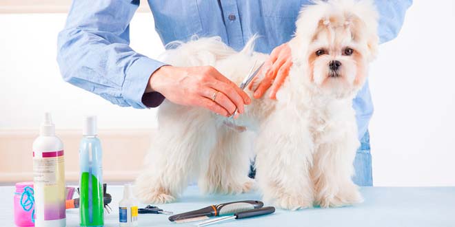 Cortes de pelo para perros de raza