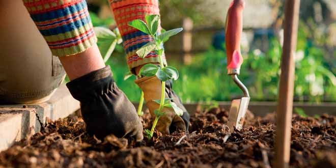 Consejos de jardineria para principiantes