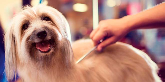 ¿Cómo estudiar a distancia peluquería canina?