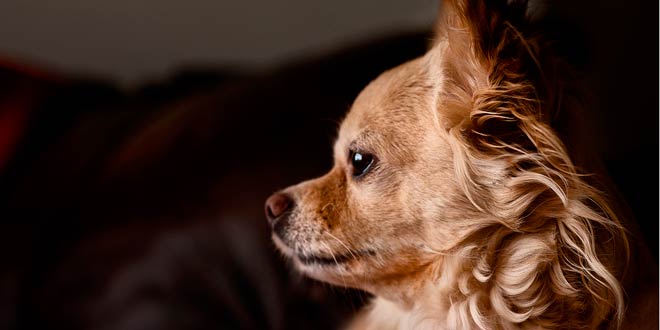 La importancia de la peluqueria canina