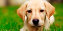 ¿Qué tareas se realizan en una peluquería canina?