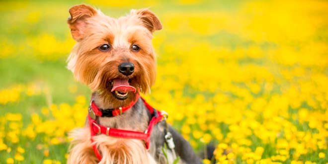 La peluquería de perros y sus características