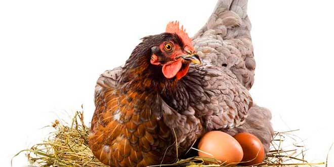 La cría de gallinas ponedoras