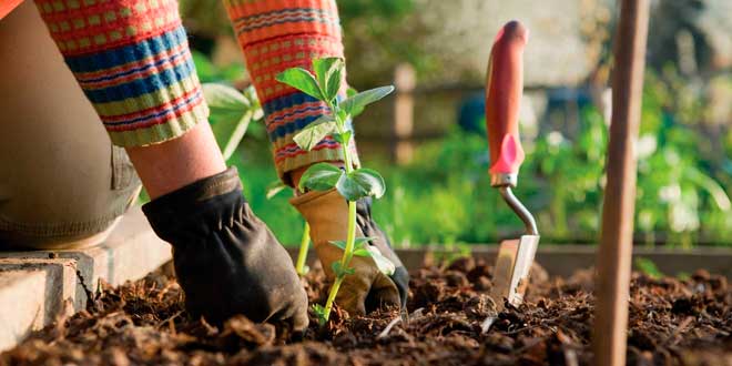 El diseño de jardines y la selección de plantas