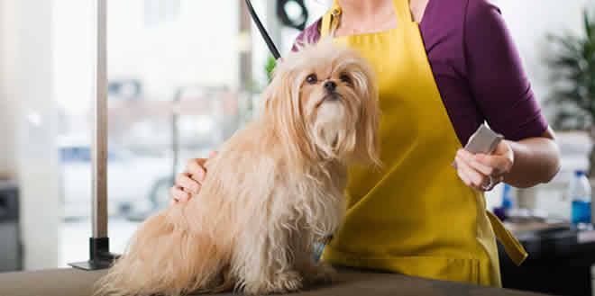 Peluquería canina: una oportunidad latente