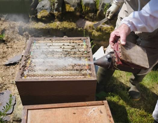 Curso de Pestes, Enfermedades y Enemigos de las Abejas