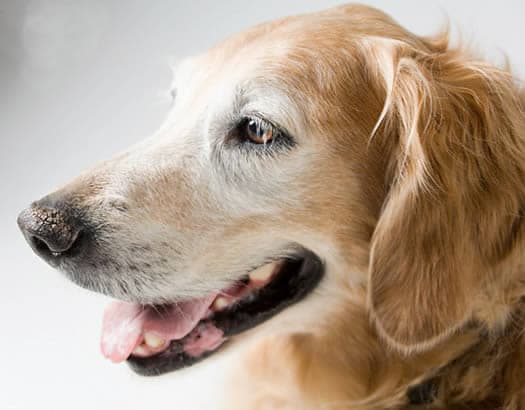 Curso de Peluquería Canina | FUDE