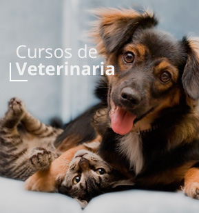 Cursos de Veterinaria